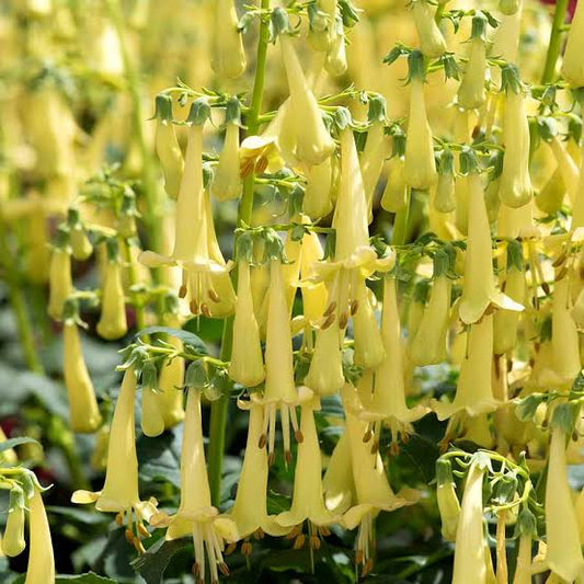 Phygelius capensis 'Yellow' (Cape Fuchsia)