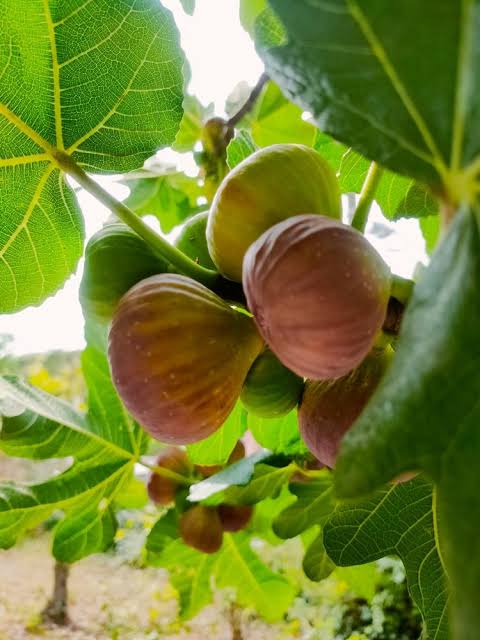 Ficus carica 'Figalicious' (Fig)