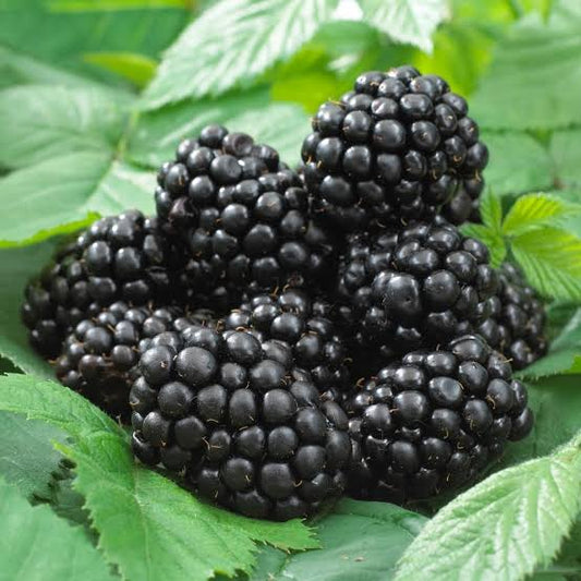 Rubus 'Black Satin' (Blackberry)