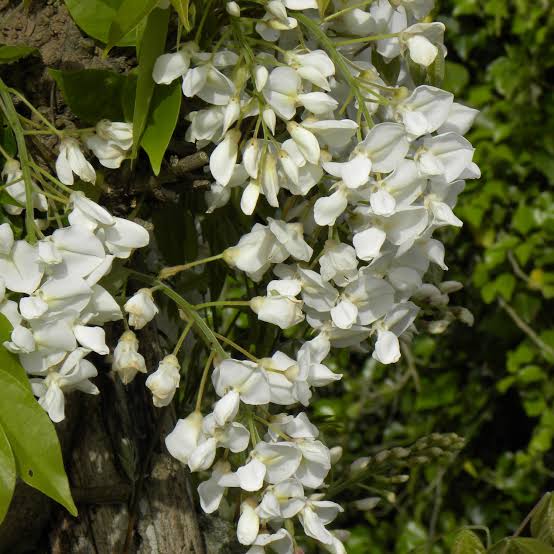 Wisteria venusta 'White Silk' (Silky Wisteria)