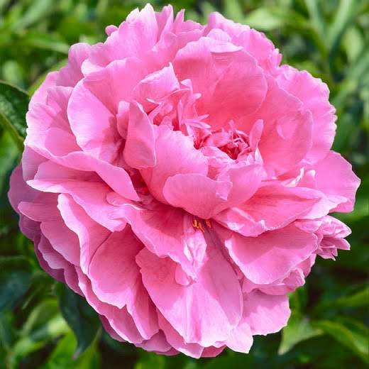 Paeonia lactiflora 'Alexander Fleming' (Peony)