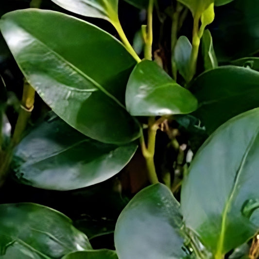 Griselinia littoralis 'Green Pillar' (Kapuka)