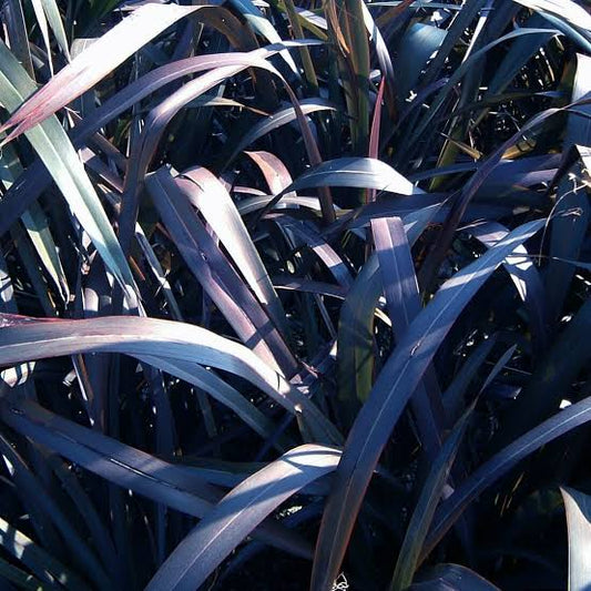 Phormium tenax 'Taya' (Harakeke, Flax)