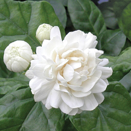 Jasminum sambac 'Grand Duke of Tuscany' (Arabian Jasmine)