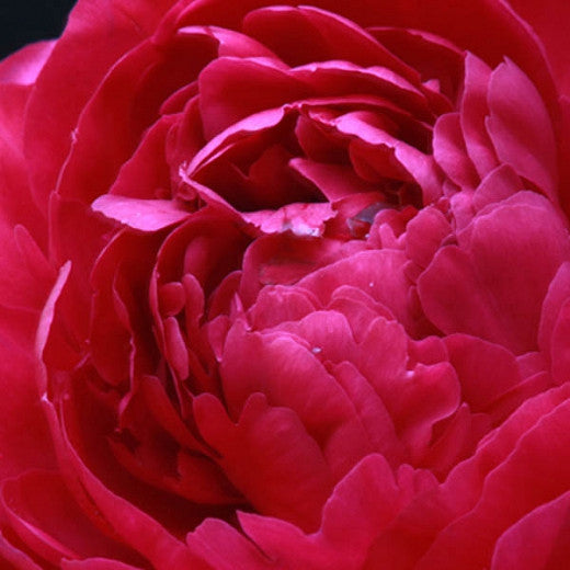 Paeonia lactiflora 'Kansas' (Peony)