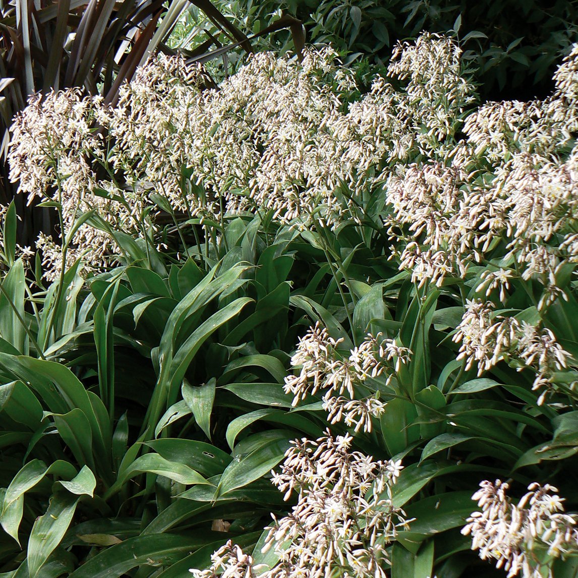 Arthropodium cirratum 'Matapouri Bay' (Rengarenga)