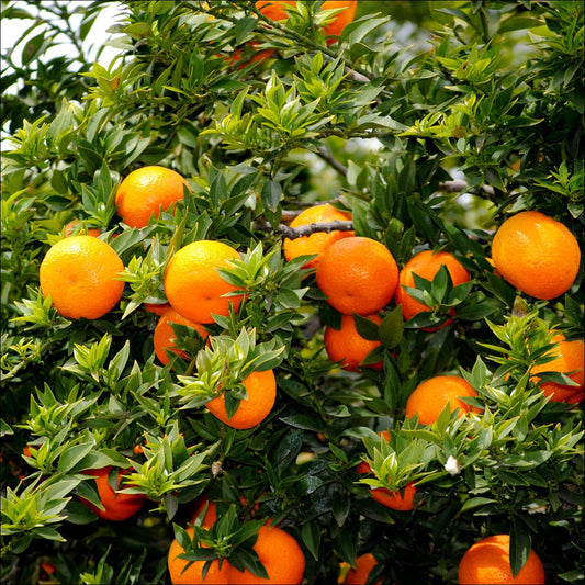 Citrus myrtifolia (Myrtle-leaved Orange, Chinotto)