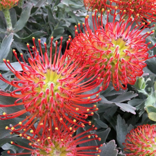 Leucospermum 'Ayoba Red' (Pincushion Protea)