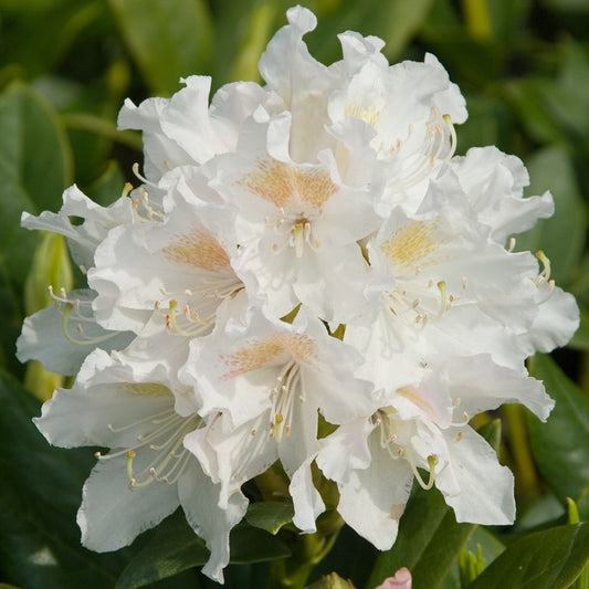 Rhododendron 'Cunningham's White'