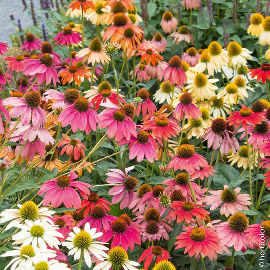 Rudbeckia 'Cheyenne Spirit' (Coneflower)