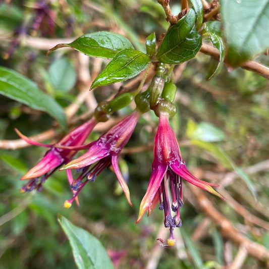 Fuchsia excorticata (Tree Fuchsia, Kōtukutuku)