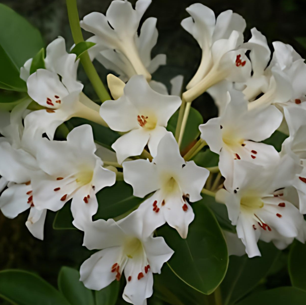 Rhododendron 'Popcorn' (Vireya)