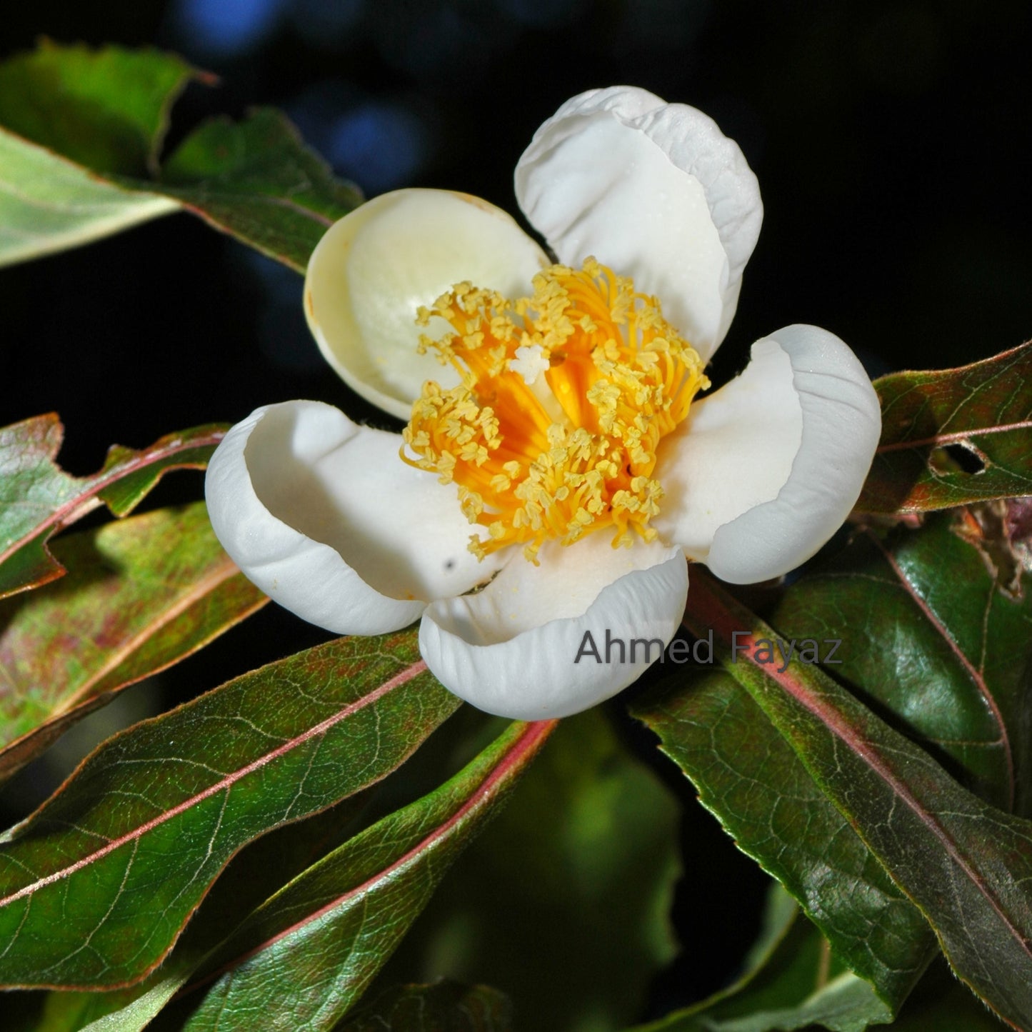 Franklinia alatamaha (Franklin Tree)