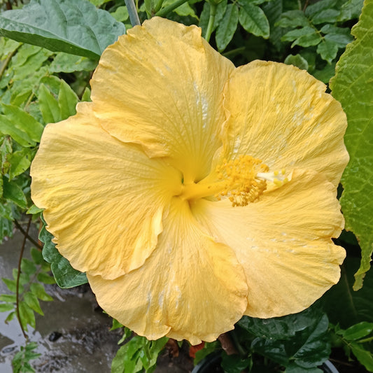 Hibiscus x rosa-sinensis
'Fijian Sunshine' (Fijian Hibiscus)