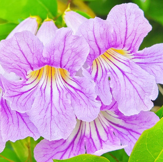 Bignonia callistegioides (Violet Trumpet Vine)