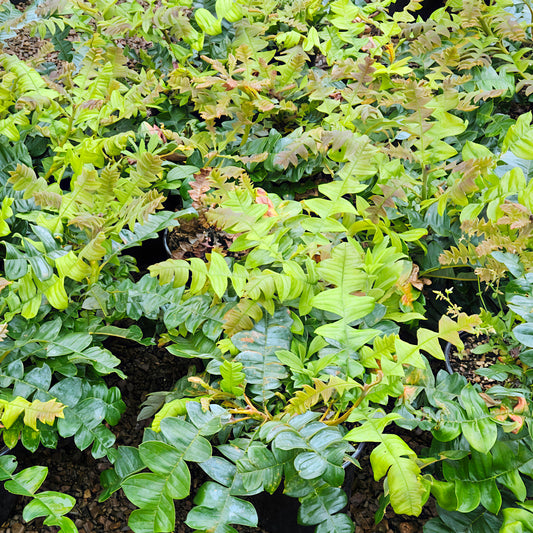 Banksia grandis 'Low Coastal' (Bull Banksia)