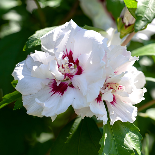 Hibiscus syriacus 'Lady Stanley' (Rose of Sharon)