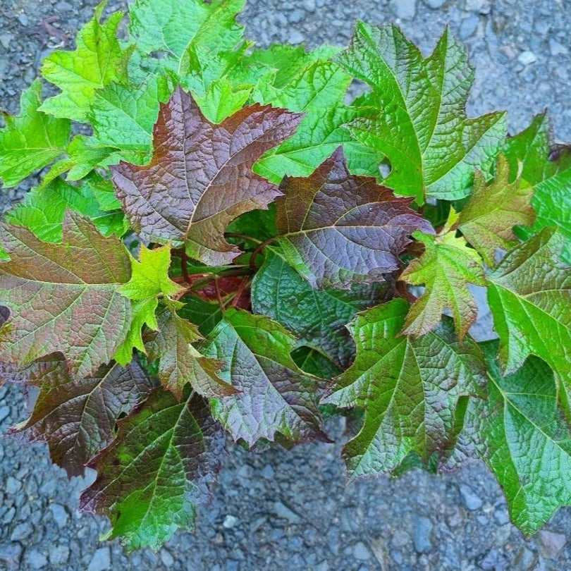 Hydrangea quercifolia 'Pee Wee' (Oakleaf/Oak-leaved Hydrangea)