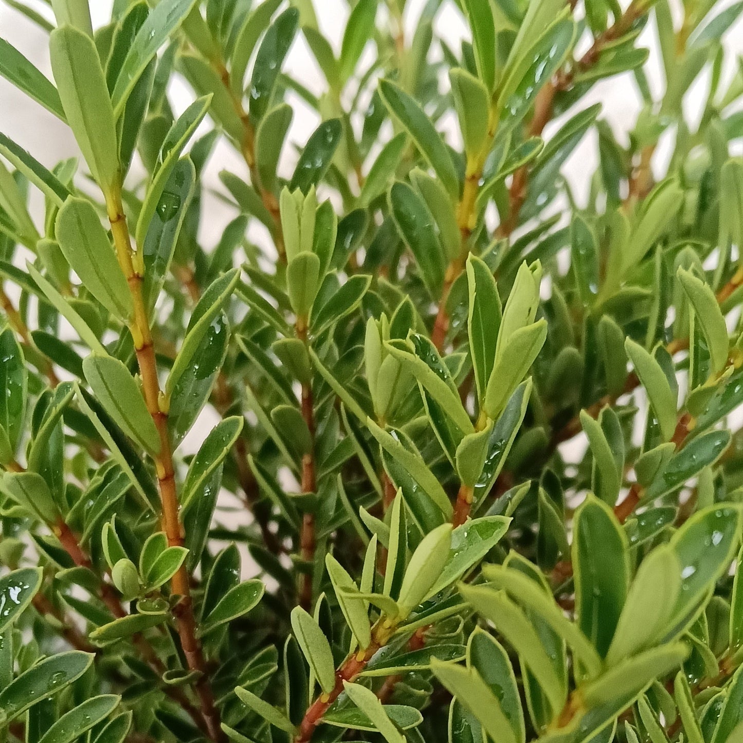 Veronica diosmifolia 'Mauve' (Hebe) S003