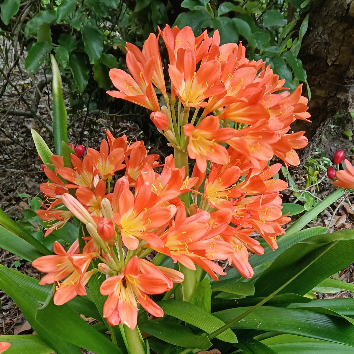 Clivia miniata (Kaffir Lily)
