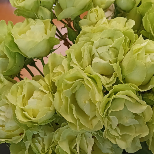 Rosa 'Green with Envy' (Rose)