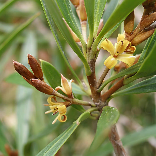 Toronia toru (Toru)