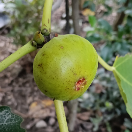 Ficus carica 'Robyn' (Fig)