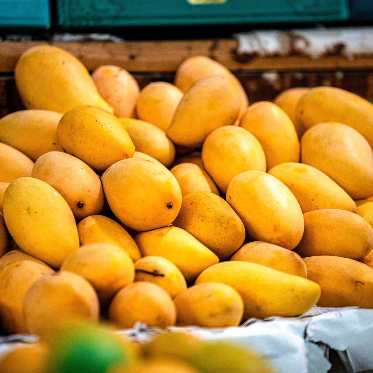 Mangifera indica 'Kesar' (Mango) Pikirangi