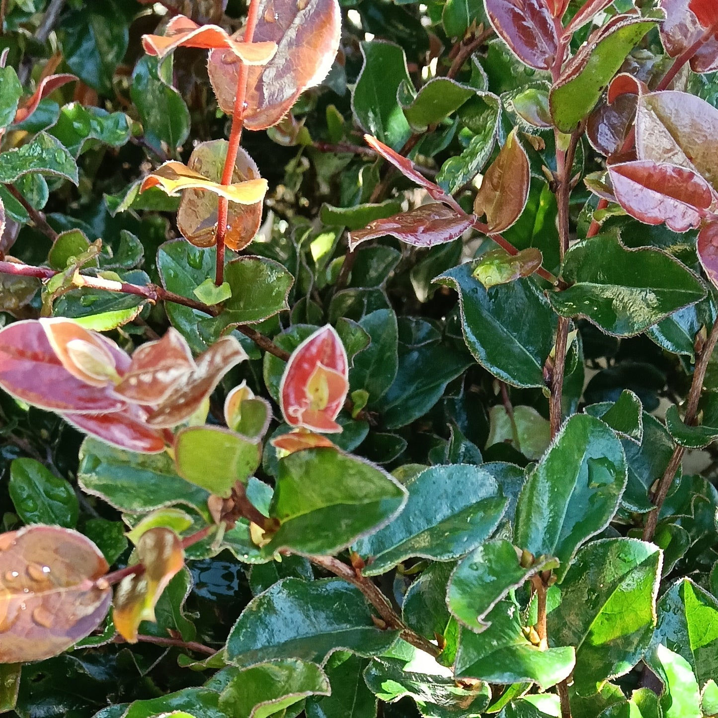 Diospyros whyteana (Wild Coffee)