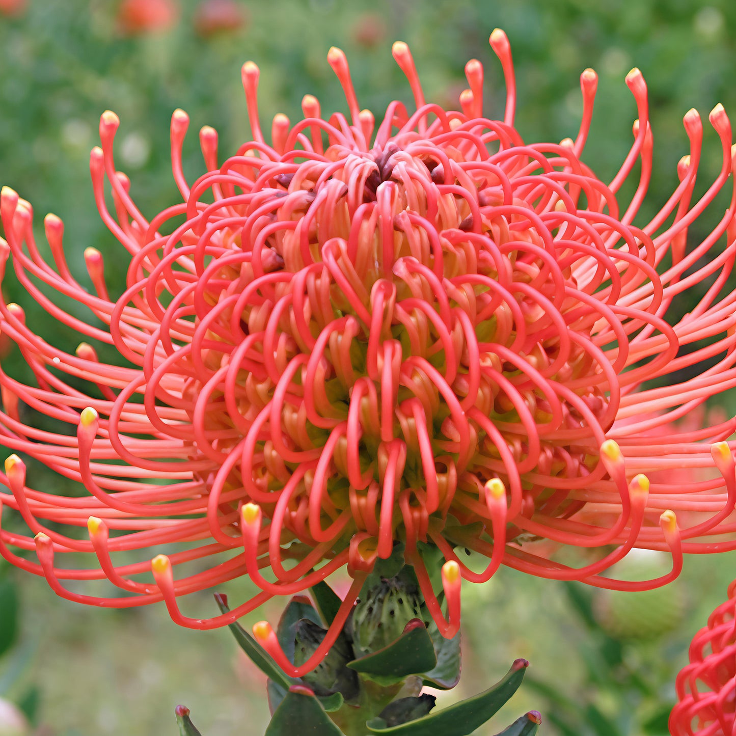 Leucospermum cordifolium 'Flamespike' (Ornamental Pincushion)