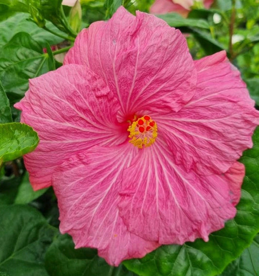 Hibiscus rosa-sinensis 'Tui Song'