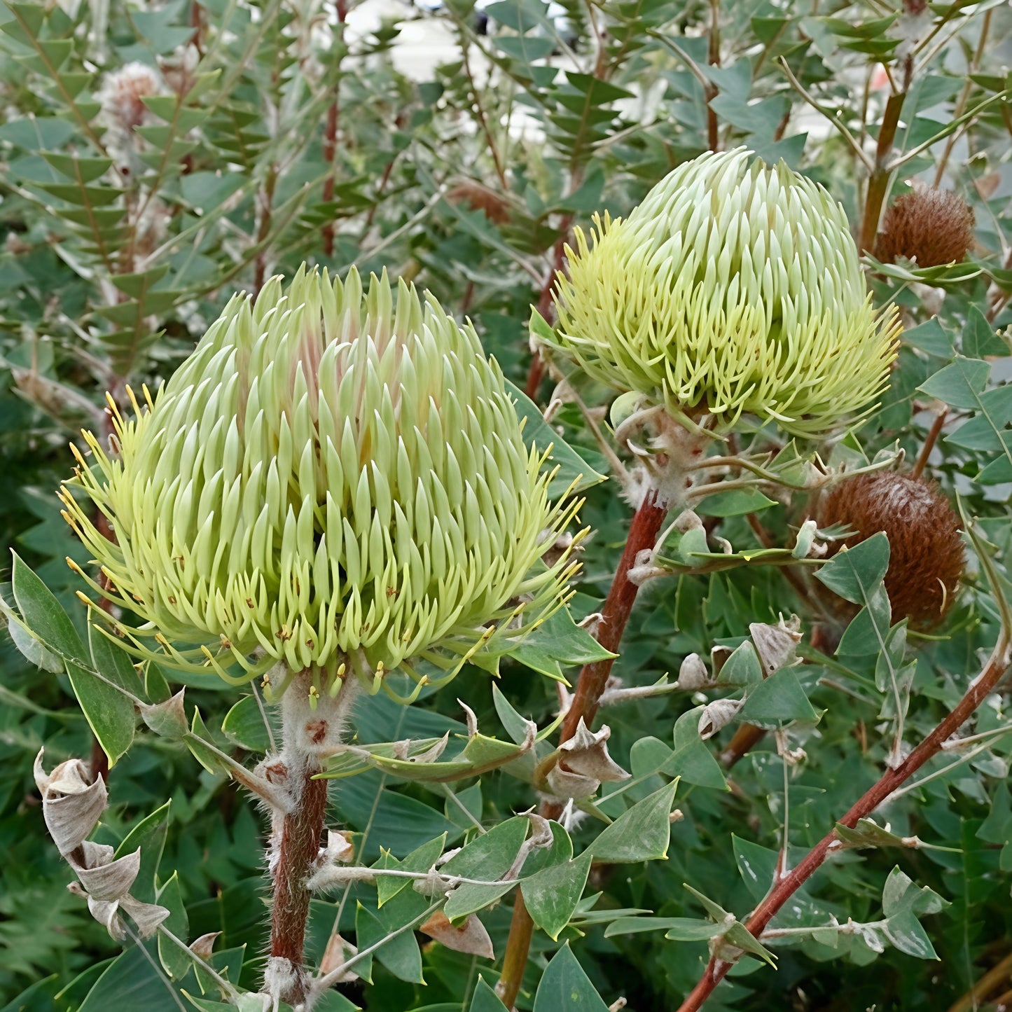 Banksia baxteri (Bird's Nest Banksia)