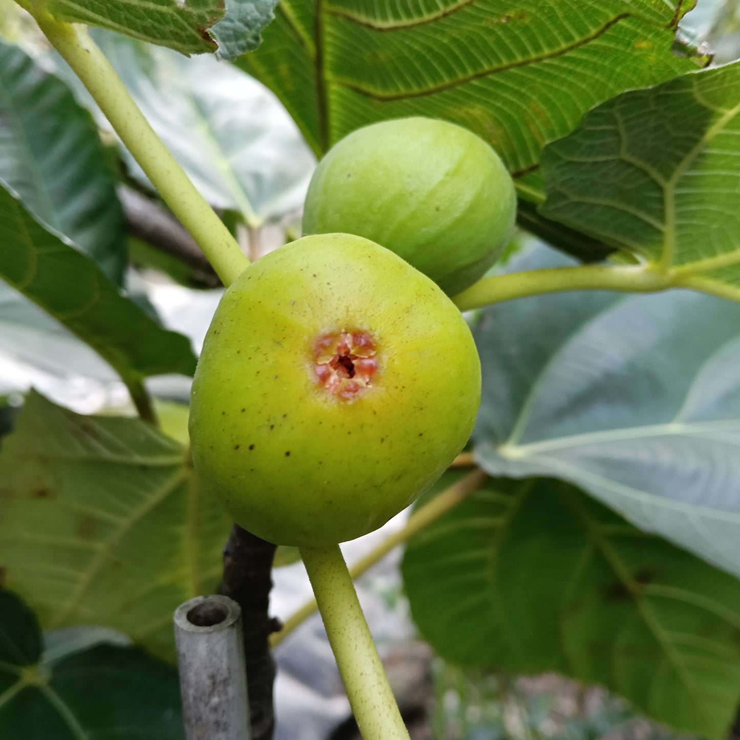 Ficus carica 'Robyn' (Fig)