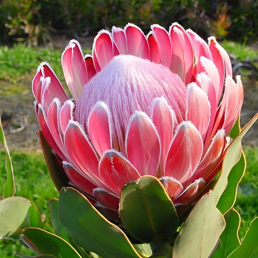 Protea 'Pink Frost' (Sugarbush)