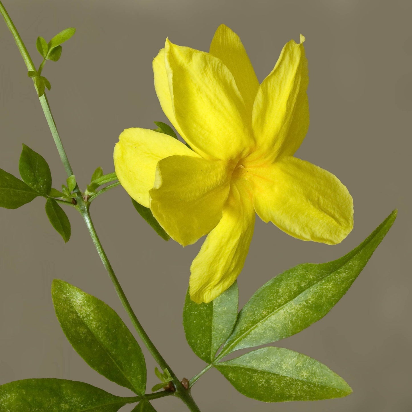 Jasminum mesnyi (Japanese Jasmine) Pikirangi