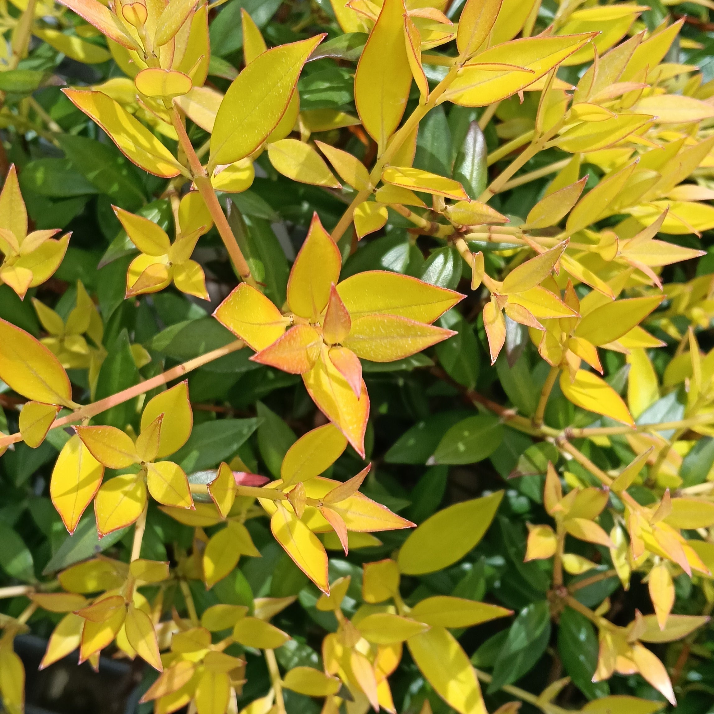 Metrosideros umbellata 'Yellow' (Southern Rātā) – Pikirangi Online ...