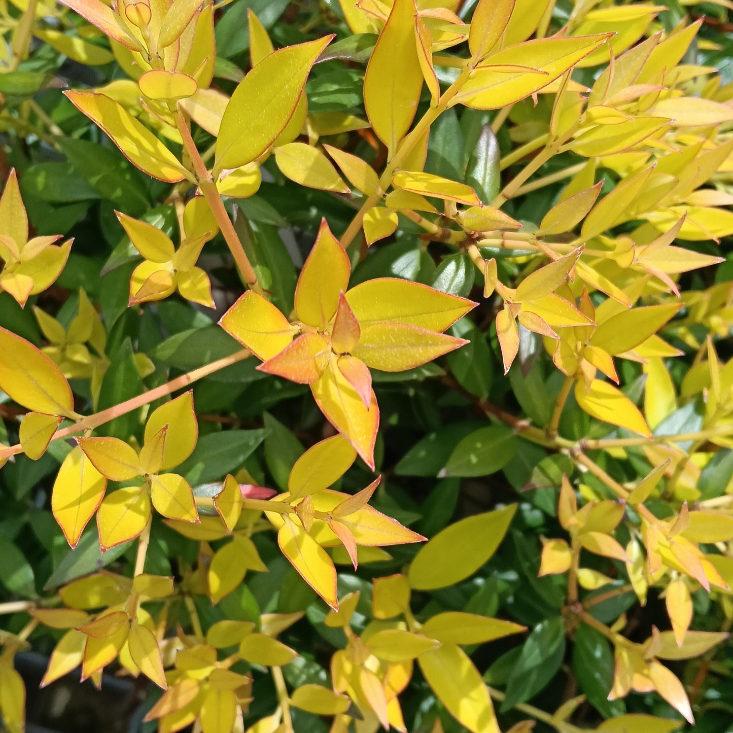 Metrosideros umbellata 'Yellow' (Southern Rātā)