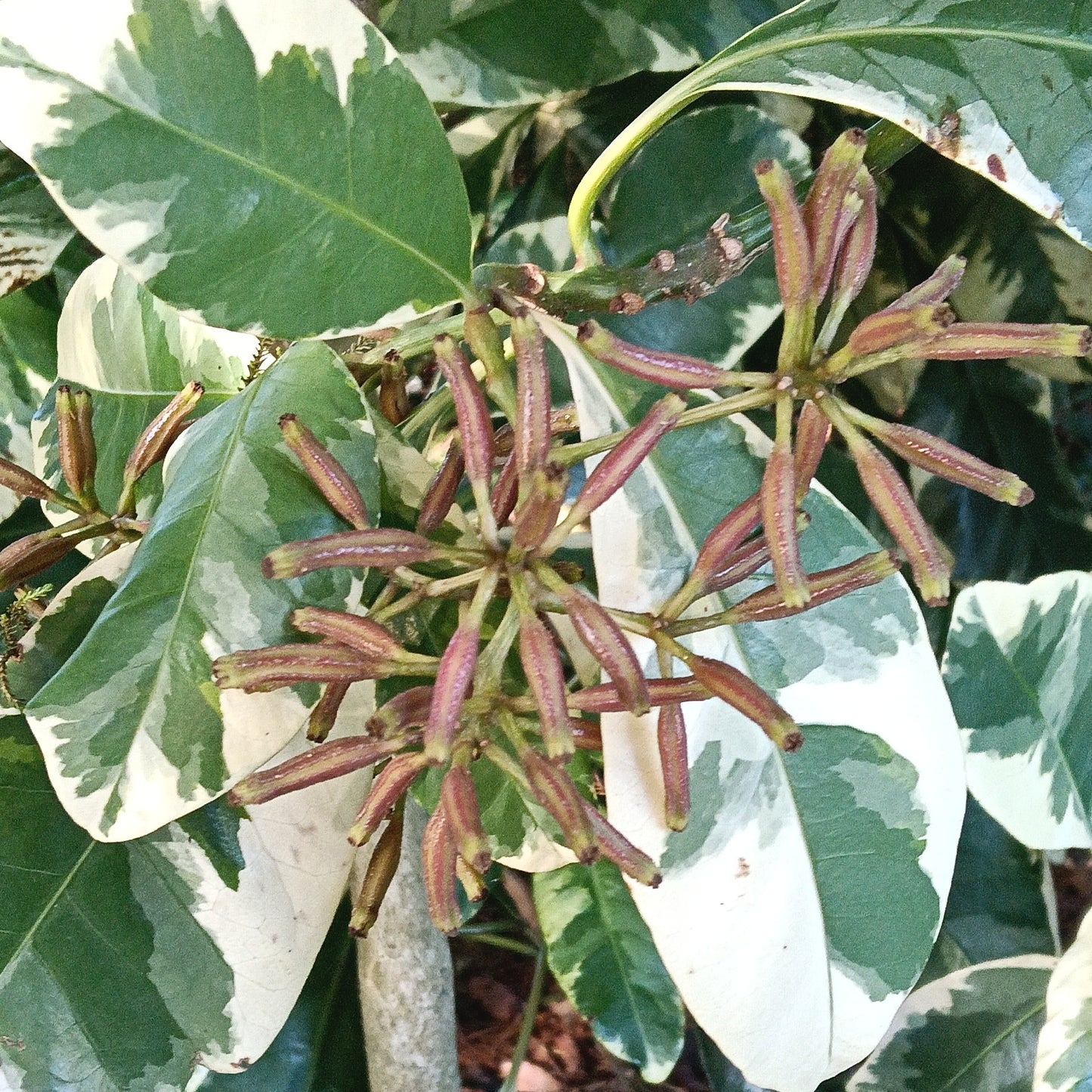 Pisonia brunoniana 'Variegata' (Parapara, Birdcatcher Tree)