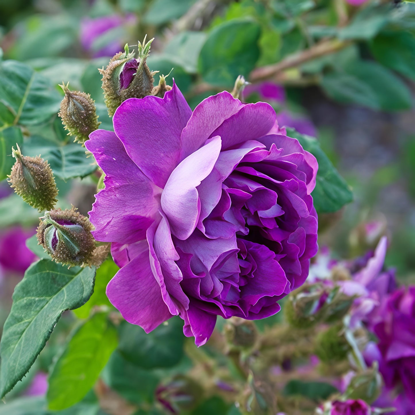 Rosa 'William Lobb' (Moss Rose) Pikirangi