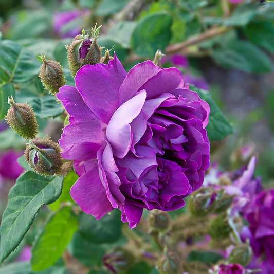 Rosa 'William Lobb' (Moss Rose) Pikirangi