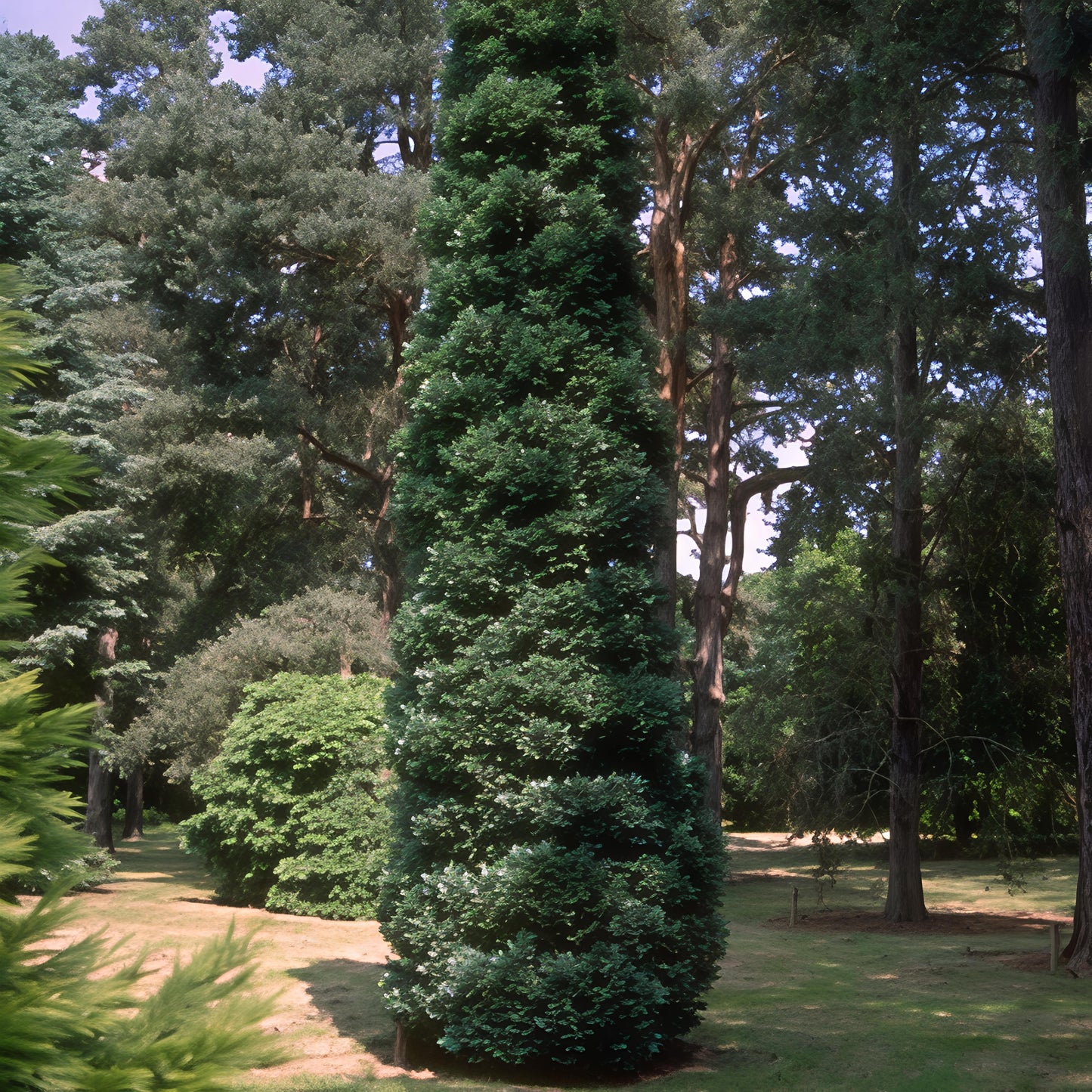 Chamaecyparis lawsoniana 'Grayswood Pillar' (Port Orford Cedar)