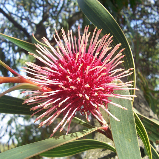 Hakea laurina (Kodjet, Pincushion Hakea)