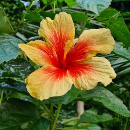 Hibiscus rosa-sinensis 'Royal Highness'