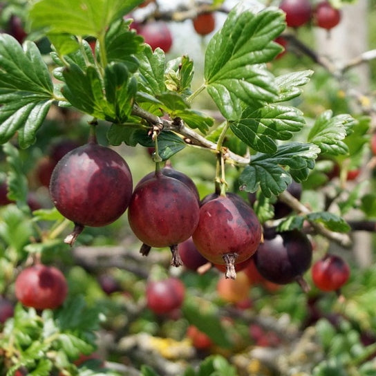 Ribes uva-crispa 'Monarch' (Gooseberry) S001