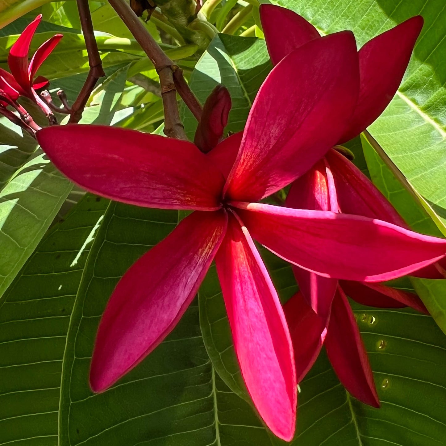 Plumeria rubra 'JB Fire' (Frangipani)