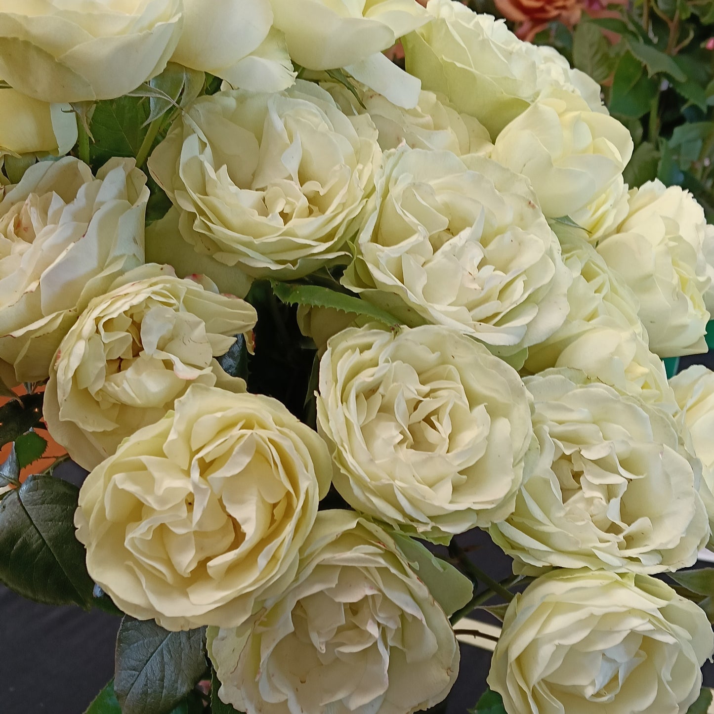 Rosa 'Green with Envy' (Rose)