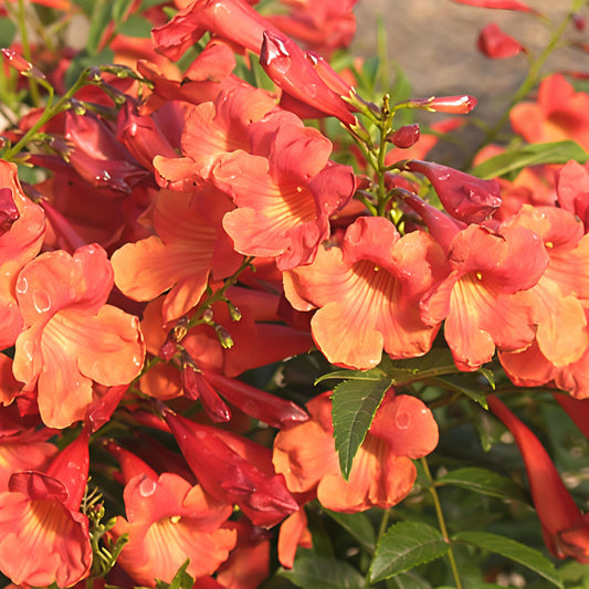 Tecoma stans 'Bells of Fire' (Red Trumpet Flower)
