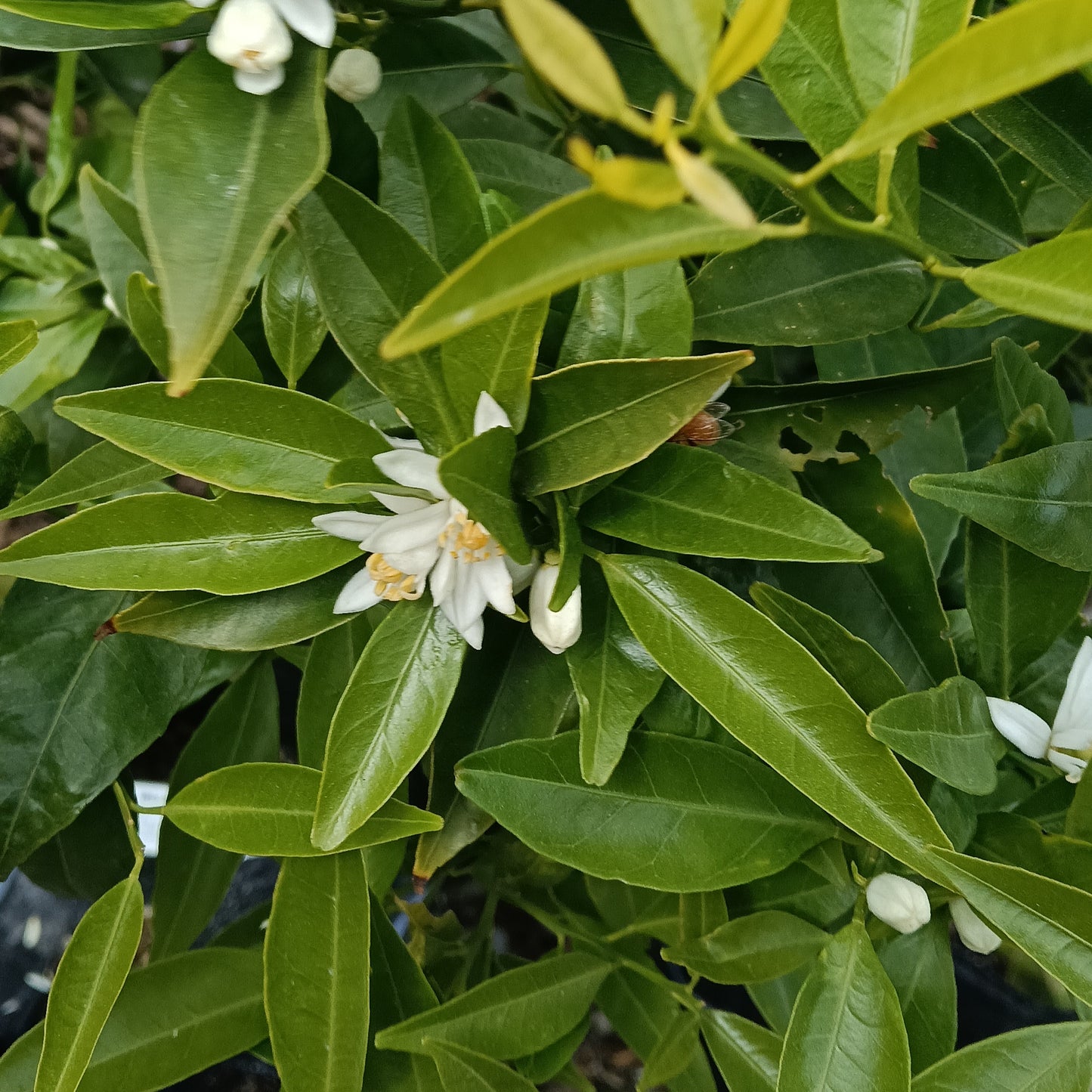 Citrus x deliciosa (Willowleaf Mandarin, Yousef Effendi)