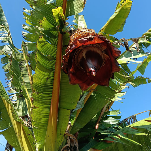 Ensete ventricosum (Ethiopian Banana, Abyssinian Banana)