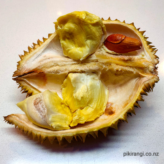 Durio zibethinus 'Thai Dwarf' (Durian)